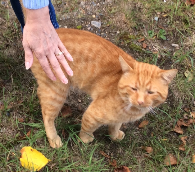 Lost Cat - Sept 14, 2016